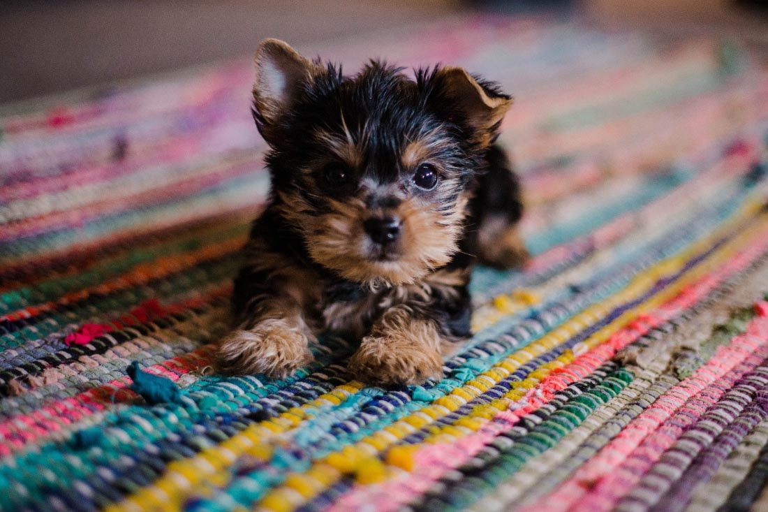 Blog 1100x733 Rentals Pets
